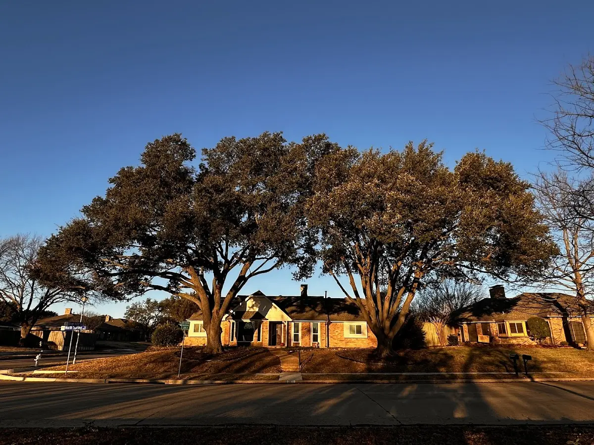 Established residential canopy tree shading a home in Moody Afb